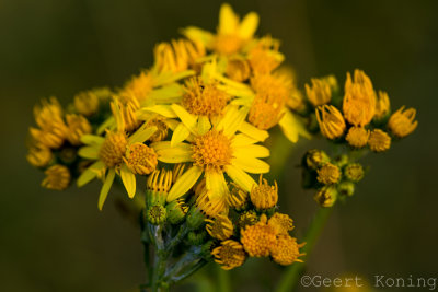 _5D35165.JPG