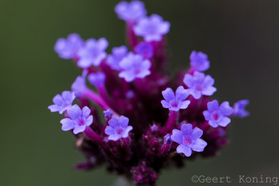 _5D37136.JPG