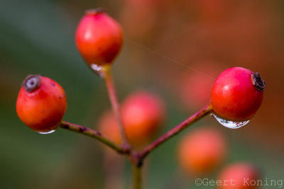 _5D36439.JPG