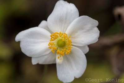Japanese anemone/Japanse anemoon
