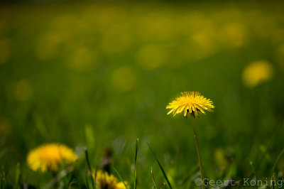 _5D33923.JPG