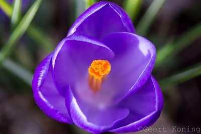 _5D32465.JPG