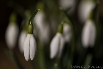 _5D32374.JPG