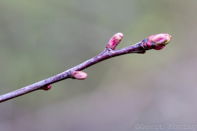 _5D32792.JPG