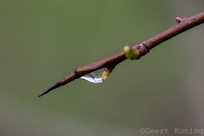 _5D33115.JPG