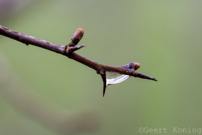 _5D33135.JPG