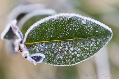 _5D31051.JPG