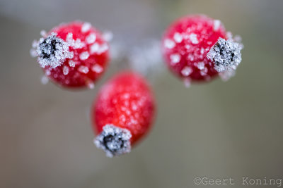 _5D31190.JPG