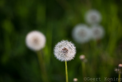 _MG_5319.jpg
