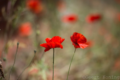 _MG_5849.jpg