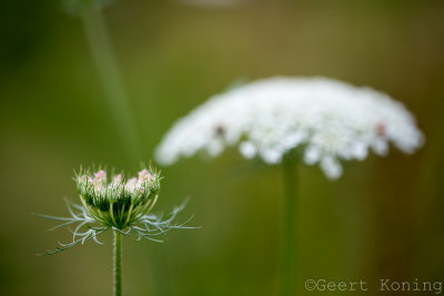 _MG_6339.JPG