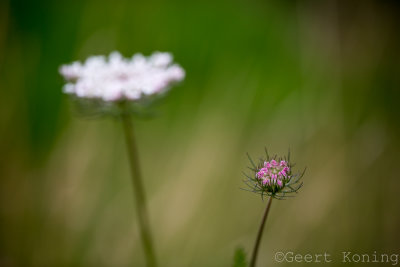 _MG_6352.JPG