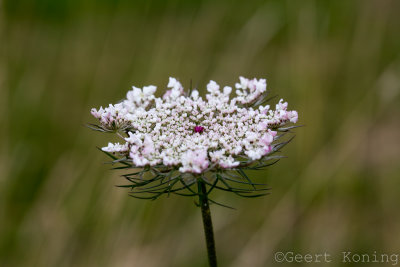 _MG_6361.JPG