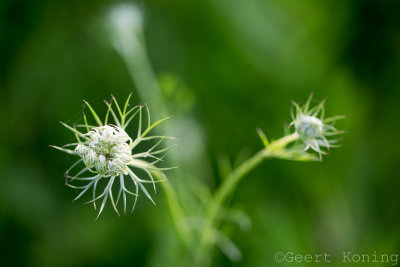 _MG_6436.JPG