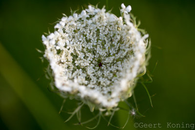 _MG_6441.JPG