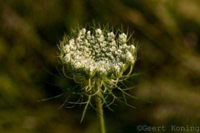 _MG_6470.JPG