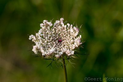 _MG_6472.JPG