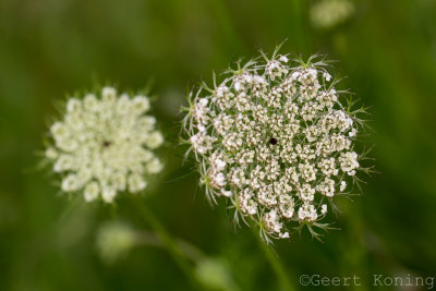 _MG_6486.JPG