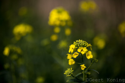 _MG_4884.jpg