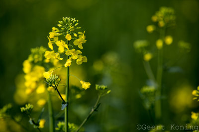 _MG_5093.jpg