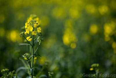 _MG_5120.jpg