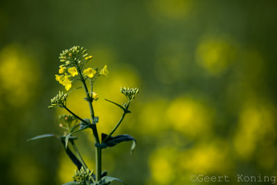 _MG_5126.jpg