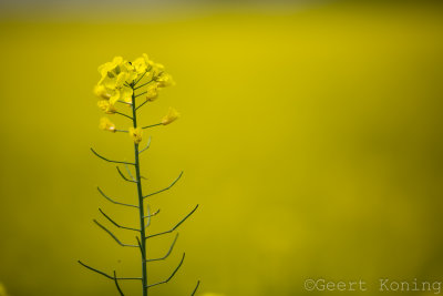 _MG_5305.jpg