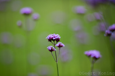 _MG_6537.JPG