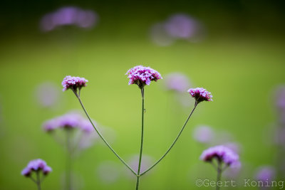 _MG_6585.JPG