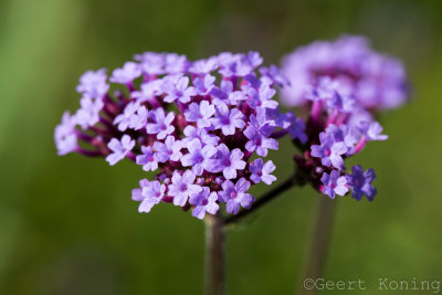 _MG_6655.JPG