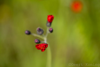 _MG_5787.jpg