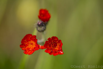 _MG_5796.jpg