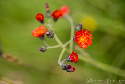 _MG_5817.jpg