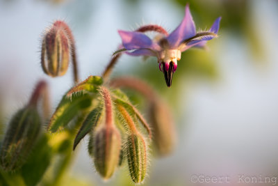 _MG_7089.JPG