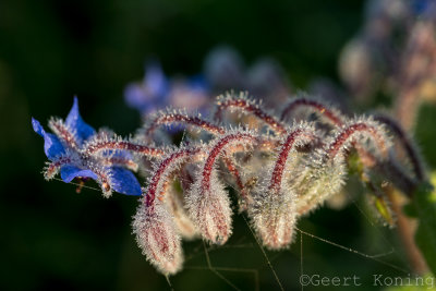 _MG_8431.JPG