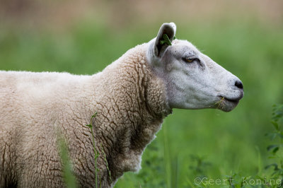 sheep/schapen