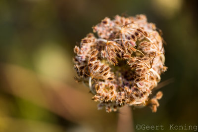 _MG_8186.JPG