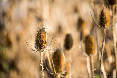 _MG_8640.JPG