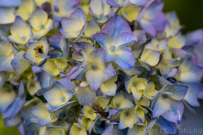 Hortensia