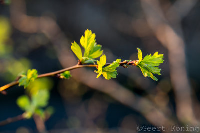 _MG_4618.jpg
