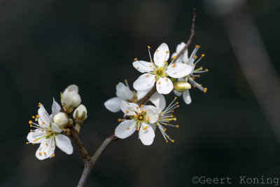 Blossom/Bloesem