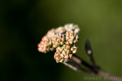 _MG_4648.jpg