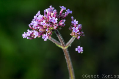 _MG_3060.jpg