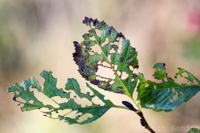 _MG_4326.JPG