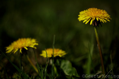 _5D34088.jpg