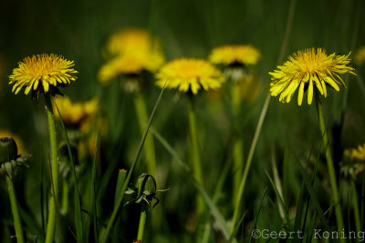 _5D34124.jpg