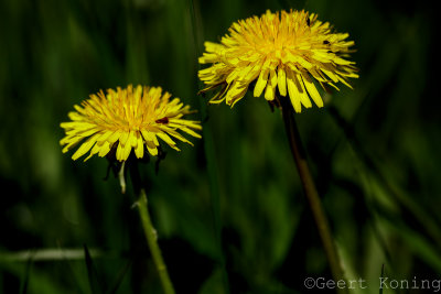 _5D34129.jpg