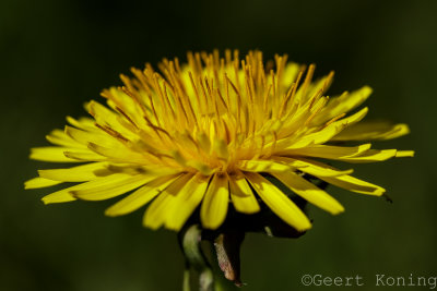 _5D34157.jpg