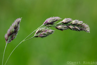 _5D35013.jpg
