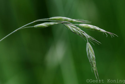 _5D35038.jpg